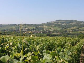 Vignes des Hautes Côtes