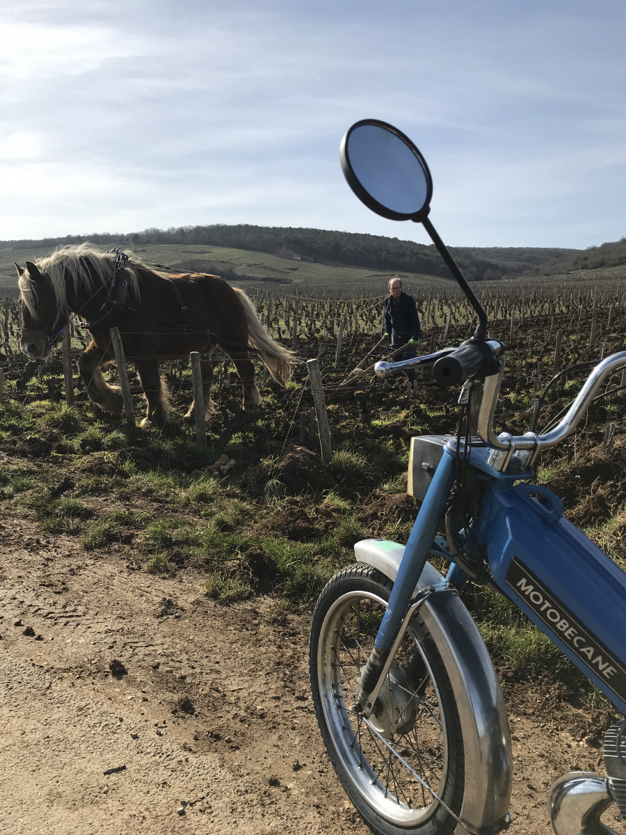 Au milieu des vignes