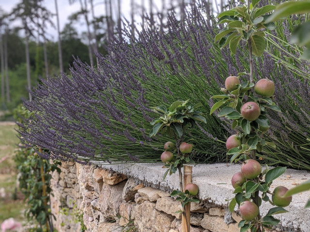 Lavandes et murs de pierre