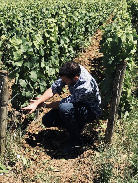 Explications dans les vignes
