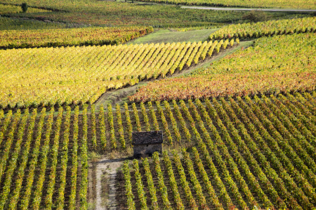 Côte de Beaune