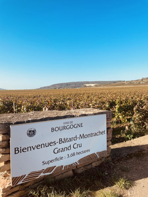 Vue sur Bâtard-Montrachet