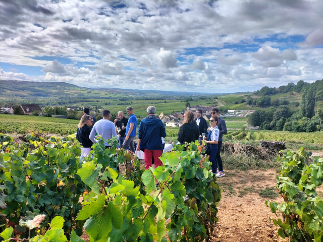 explications et dégustation dans les vignes