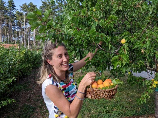 Cueillette des fruits du verger