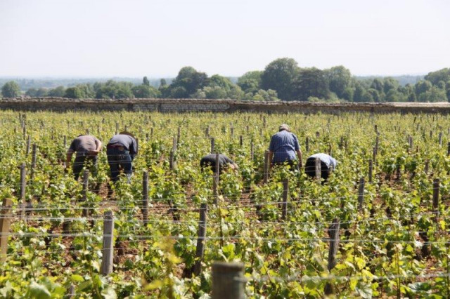 Vendanges en septembre
