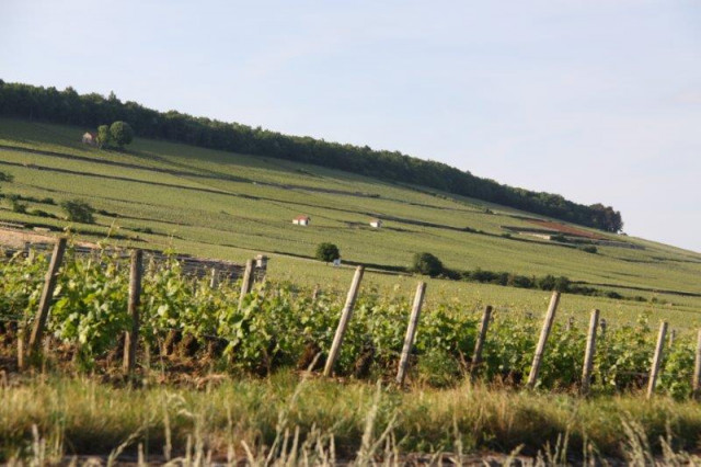 Vignoble bourguignon