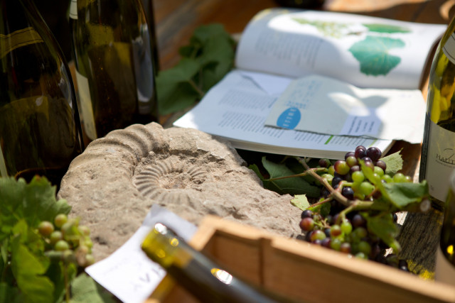 nolay-marche-15-4593708