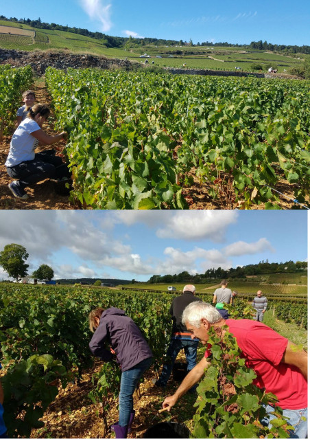 photo2vigne